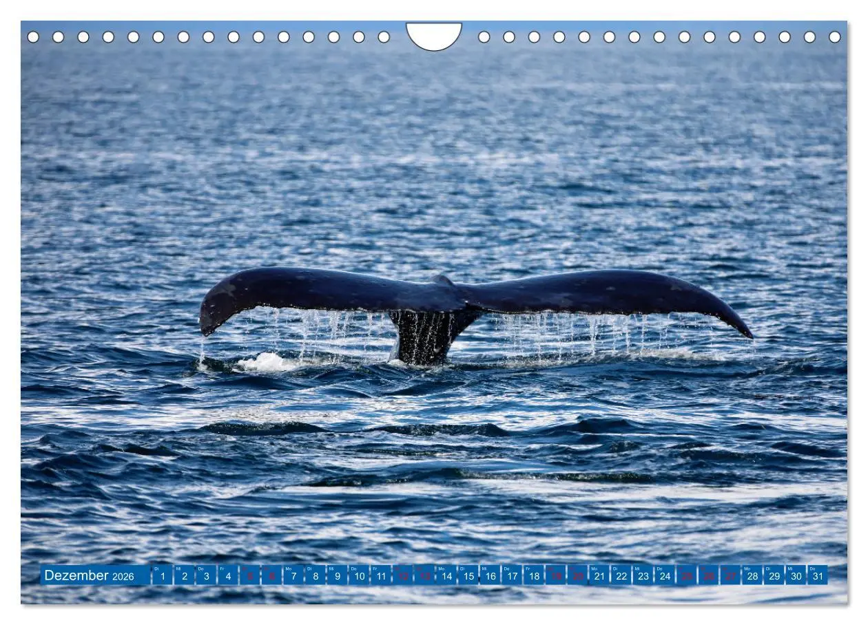 Bild: 9783457308431 | Von Vancouver nach Alaska (Wandkalender 2026 DIN A4 quer), CALVENDO...