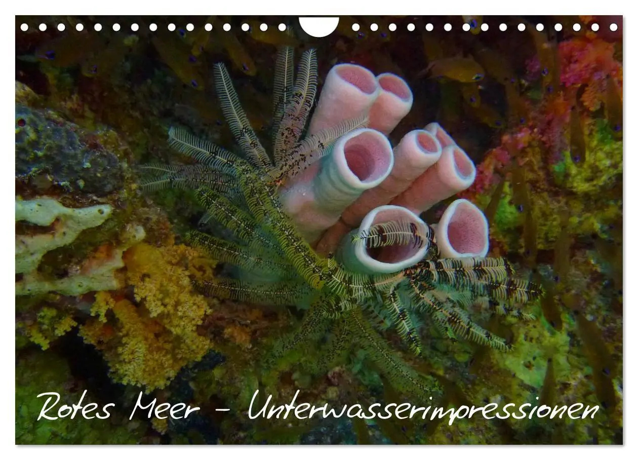 Cover: 9783516168631 | Rotes Meer - Unterwasserimpressionen (Wandkalender 2026 DIN A4...