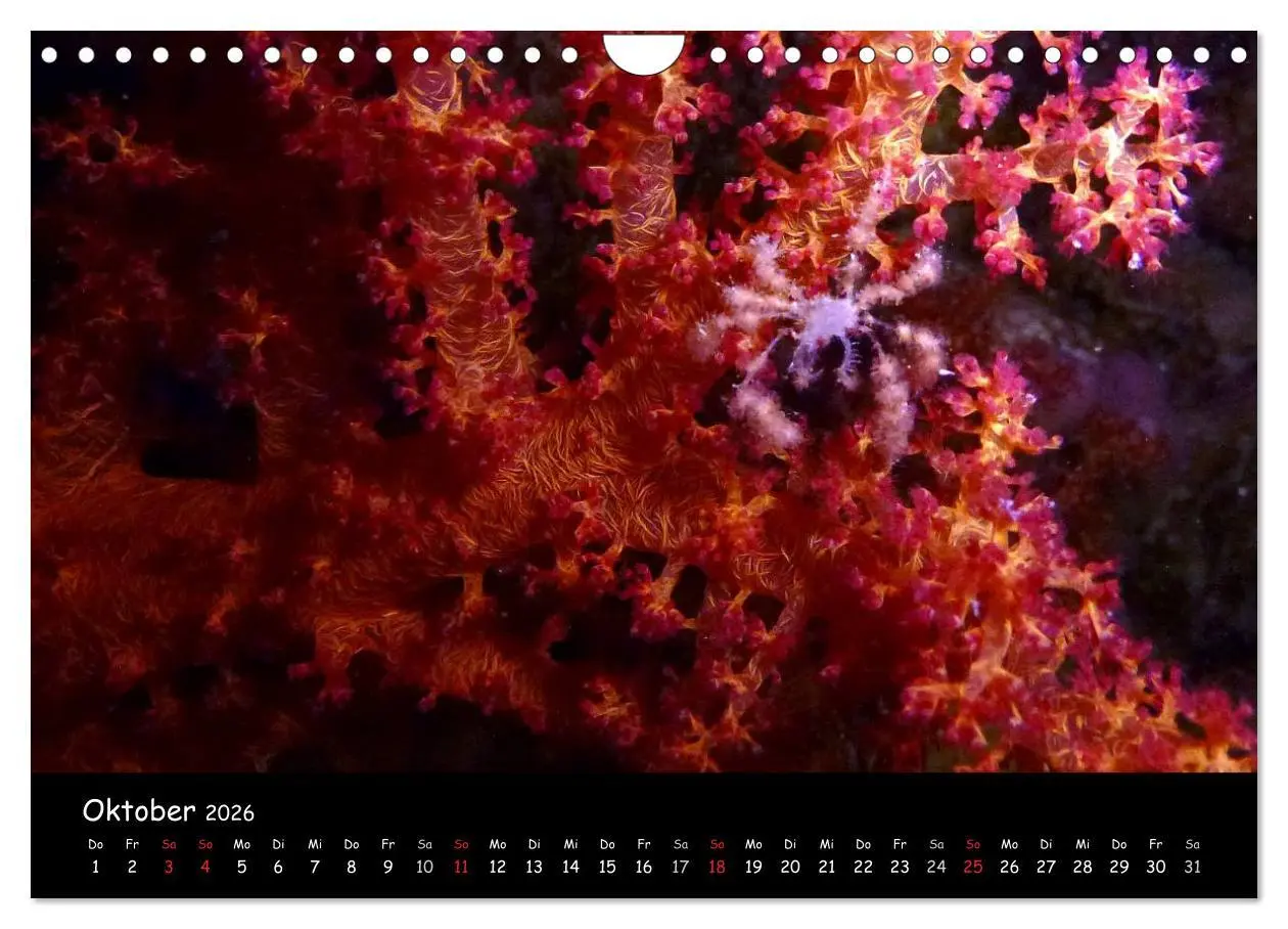 Bild: 9783516168631 | Rotes Meer - Unterwasserimpressionen (Wandkalender 2026 DIN A4...