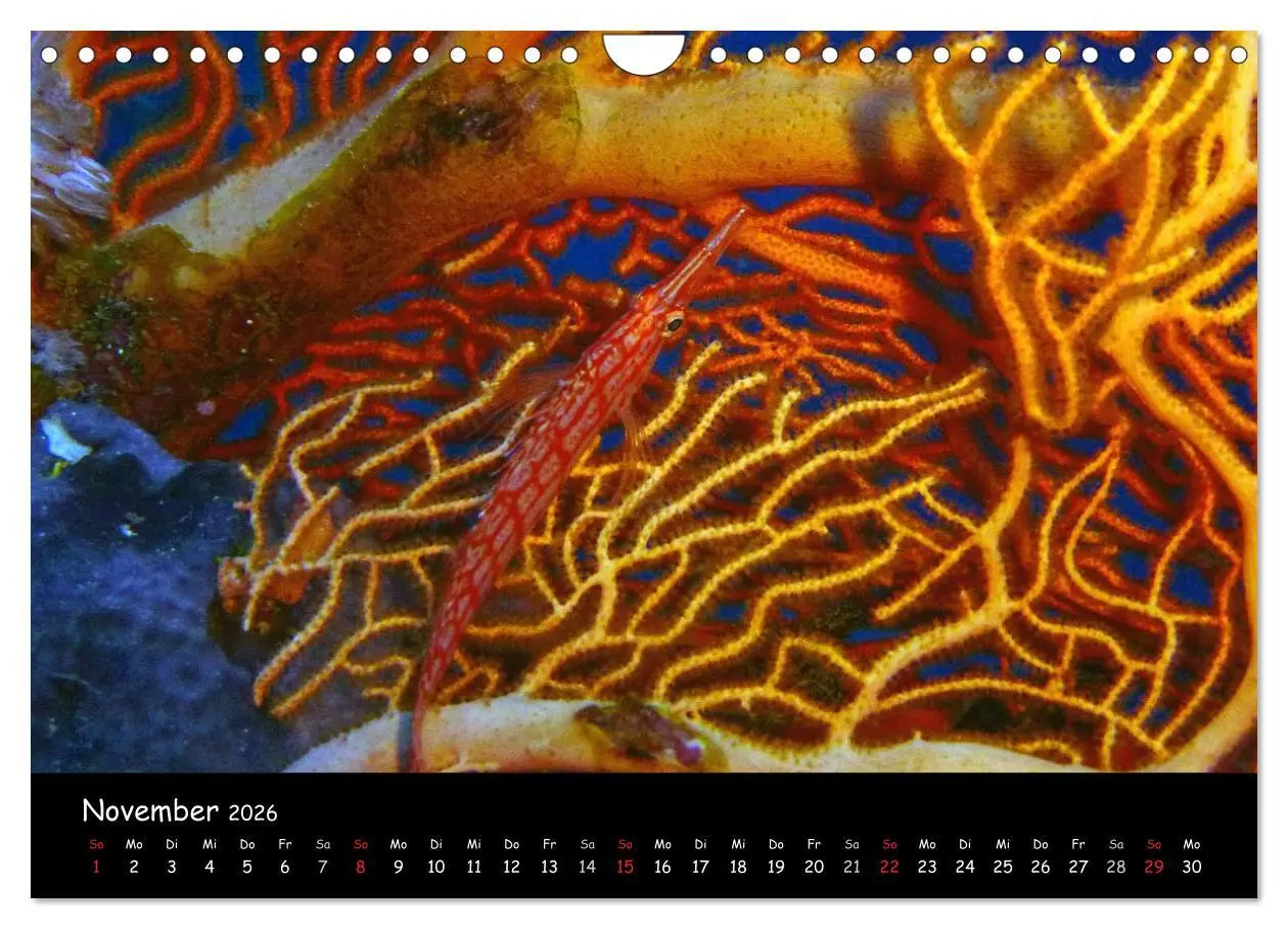 Bild: 9783516168631 | Rotes Meer - Unterwasserimpressionen (Wandkalender 2026 DIN A4...