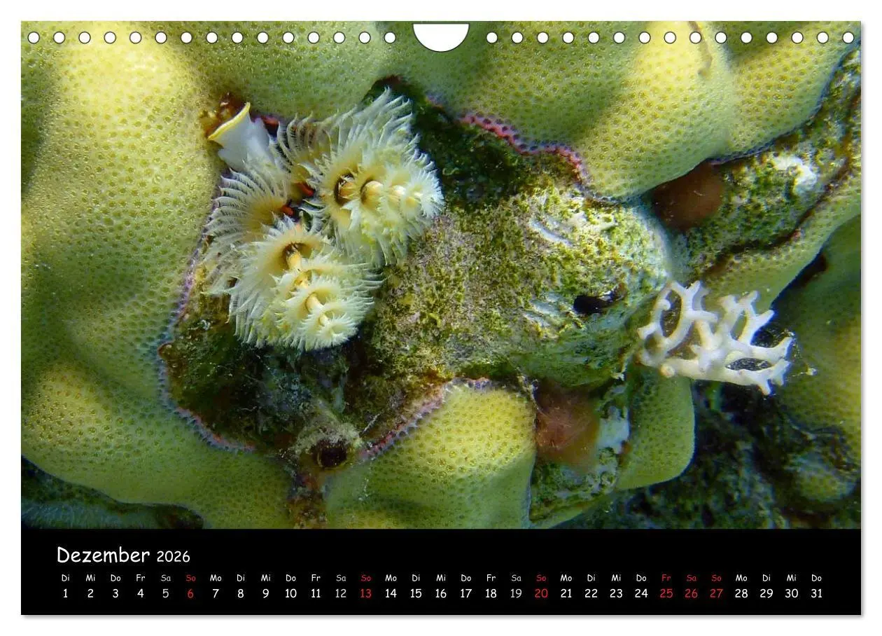 Bild: 9783516168631 | Rotes Meer - Unterwasserimpressionen (Wandkalender 2026 DIN A4...