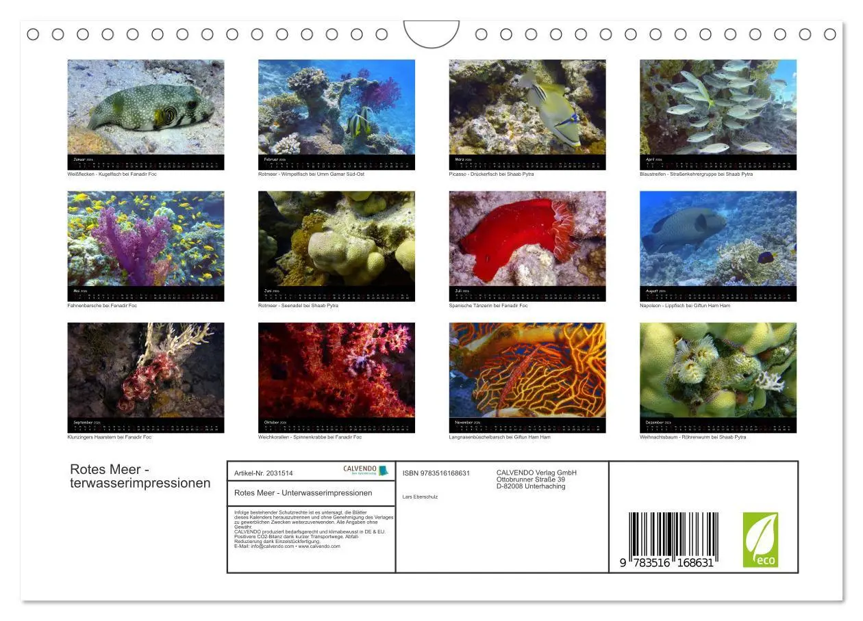 Bild: 9783516168631 | Rotes Meer - Unterwasserimpressionen (Wandkalender 2026 DIN A4...