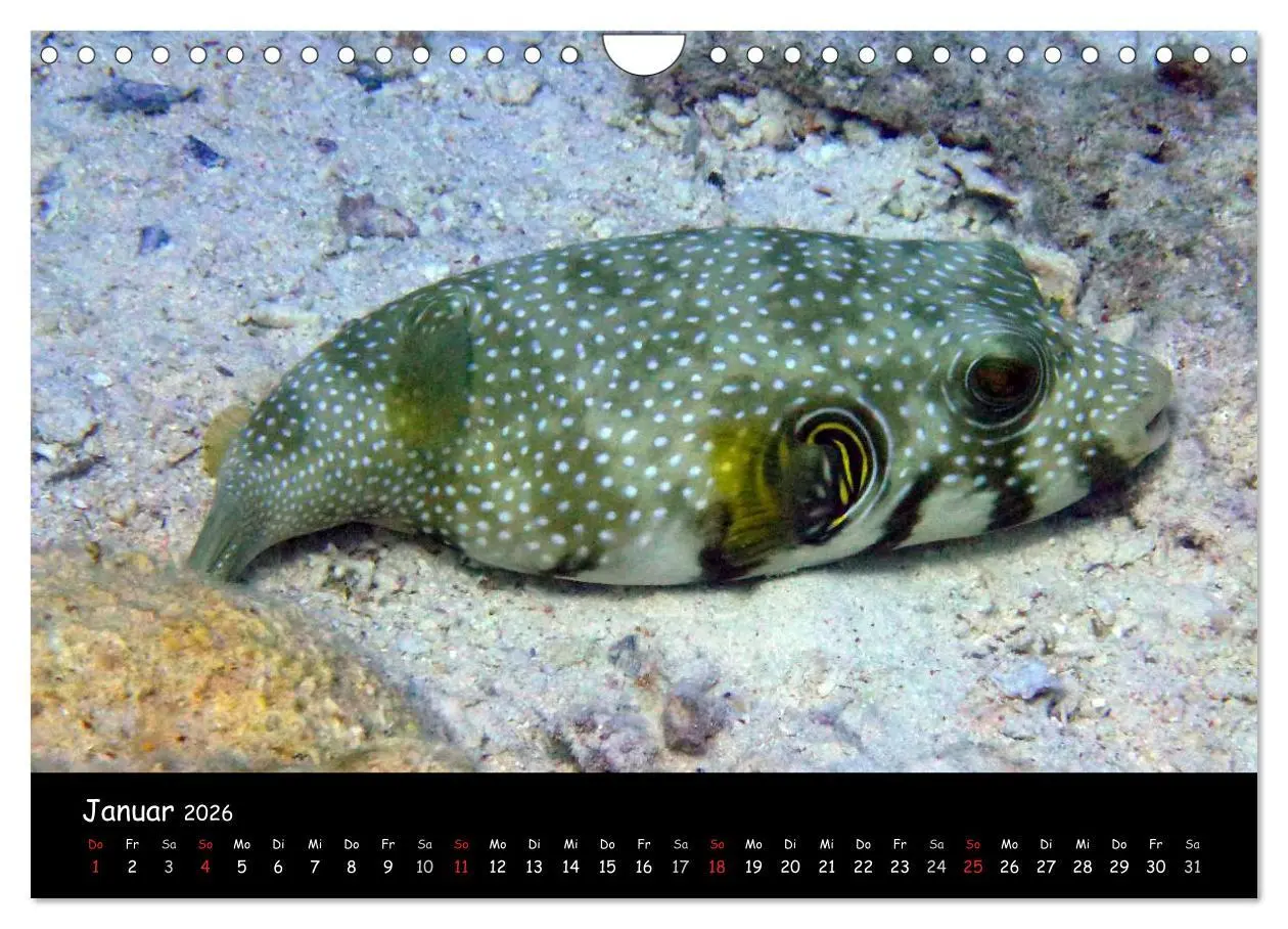 Bild: 9783516168631 | Rotes Meer - Unterwasserimpressionen (Wandkalender 2026 DIN A4...