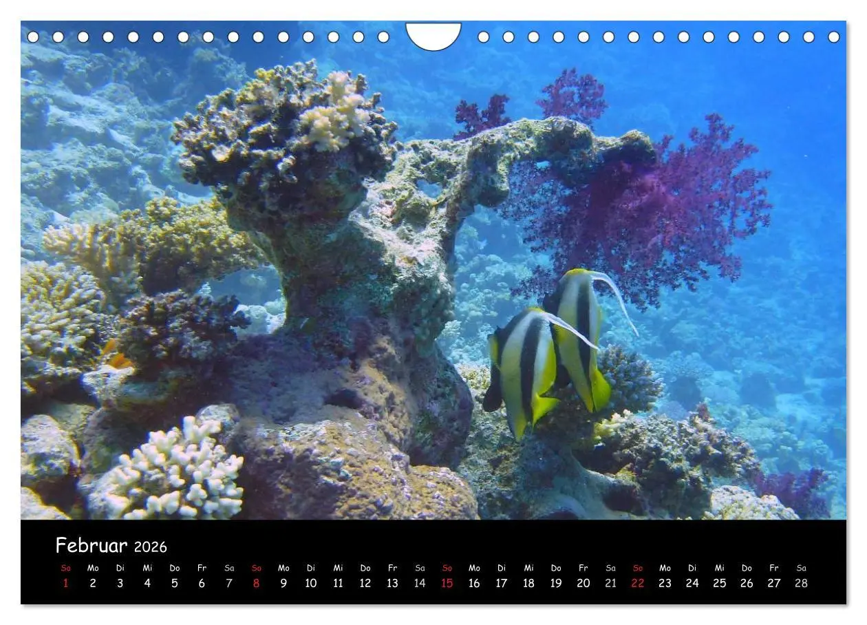 Bild: 9783516168631 | Rotes Meer - Unterwasserimpressionen (Wandkalender 2026 DIN A4...