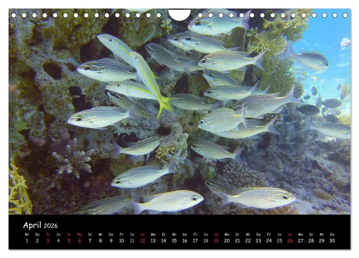 Bild: 9783516168631 | Rotes Meer - Unterwasserimpressionen (Wandkalender 2026 DIN A4...