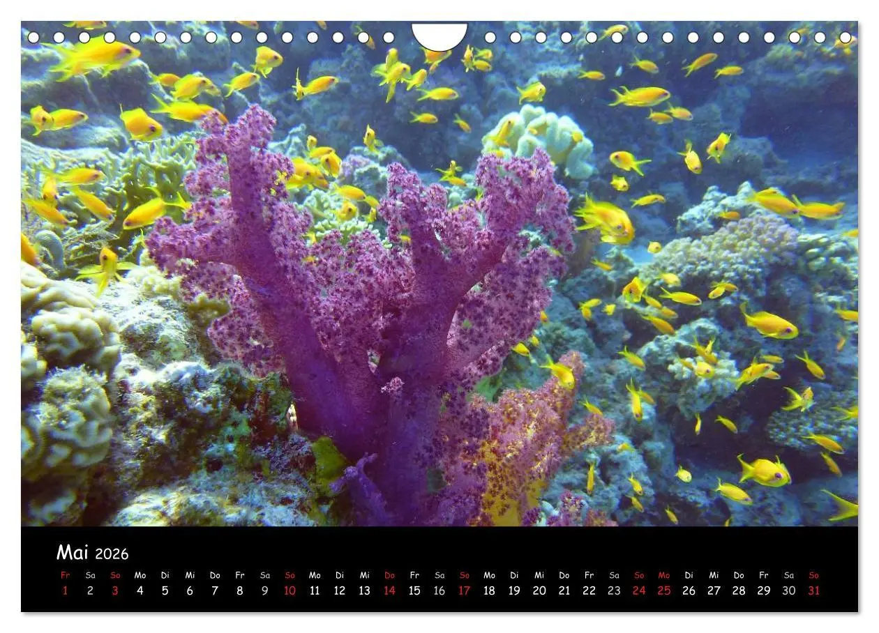 Bild: 9783516168631 | Rotes Meer - Unterwasserimpressionen (Wandkalender 2026 DIN A4...