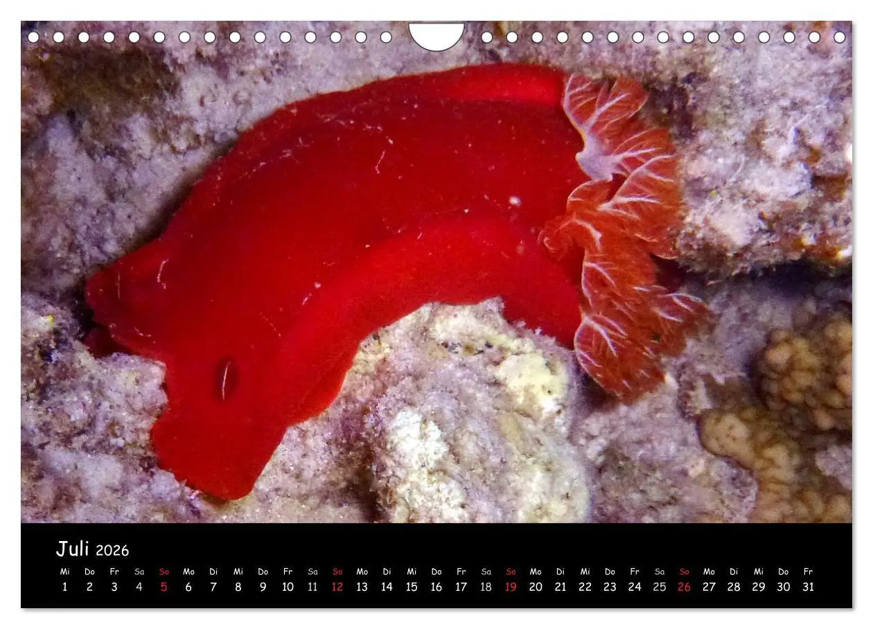 Bild: 9783516168631 | Rotes Meer - Unterwasserimpressionen (Wandkalender 2026 DIN A4...