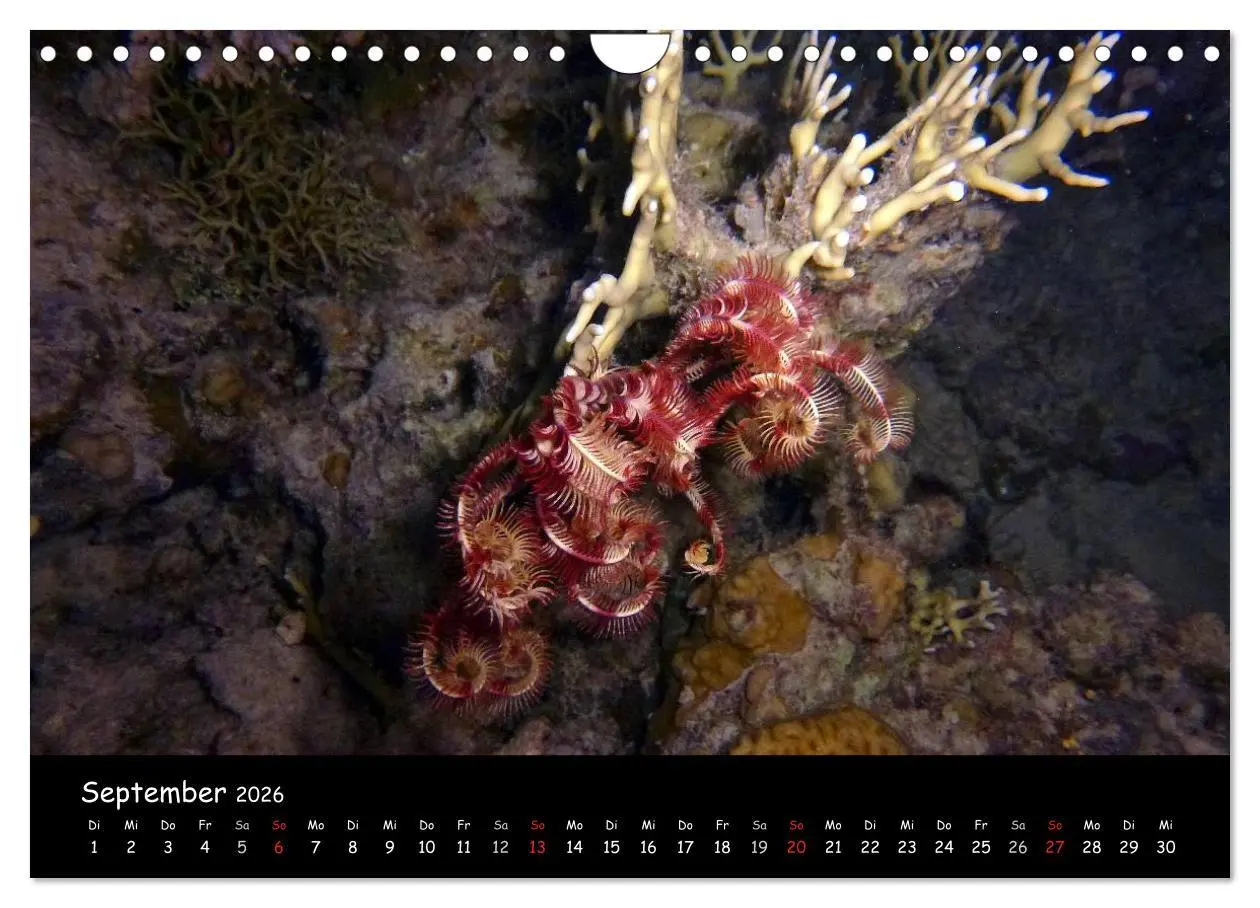 Bild: 9783516168631 | Rotes Meer - Unterwasserimpressionen (Wandkalender 2026 DIN A4...