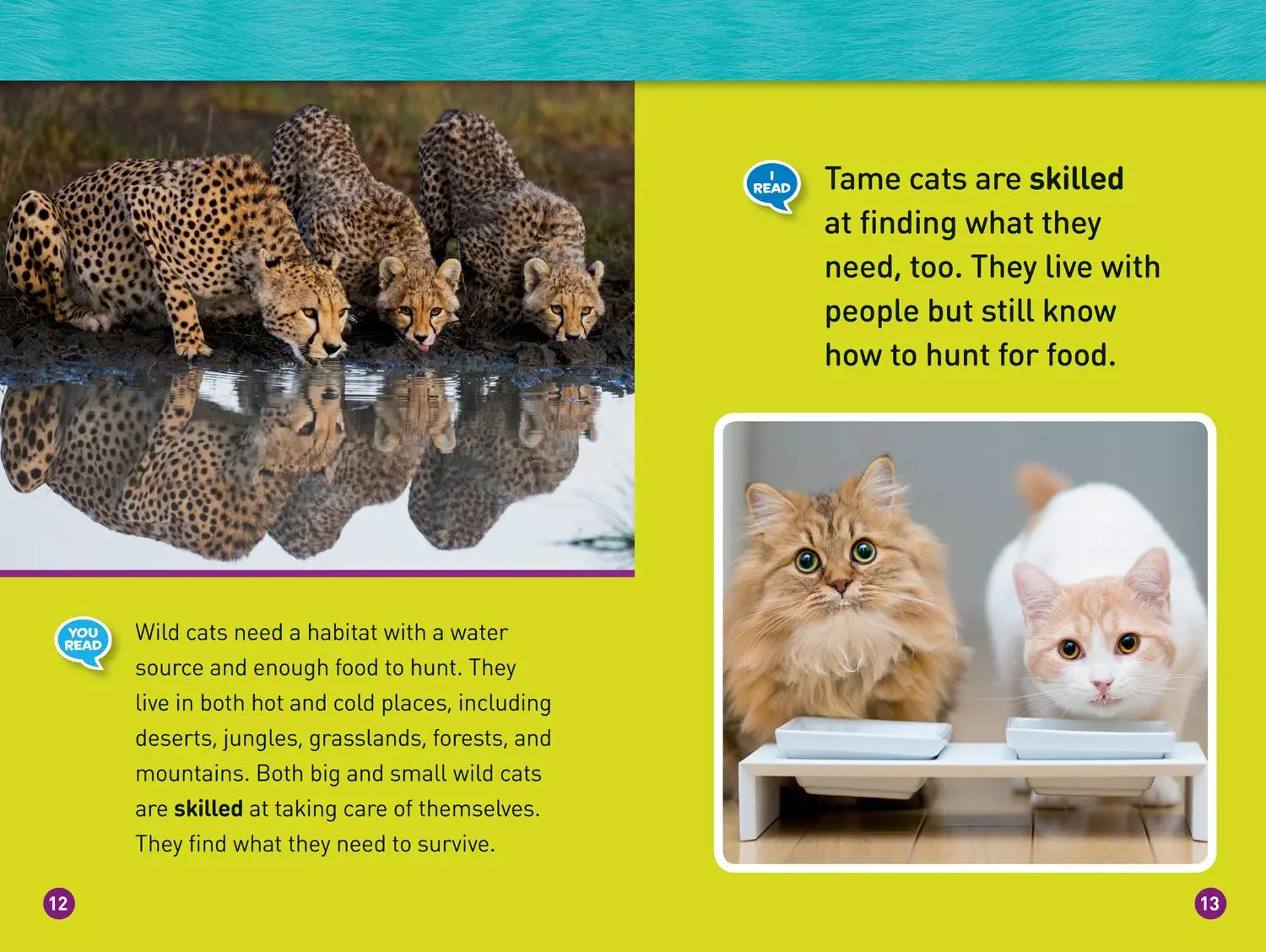 Bild: 9781426328831 | Cats (National Geographic Kids Readers, Level 1/Co-Reader) | Galat