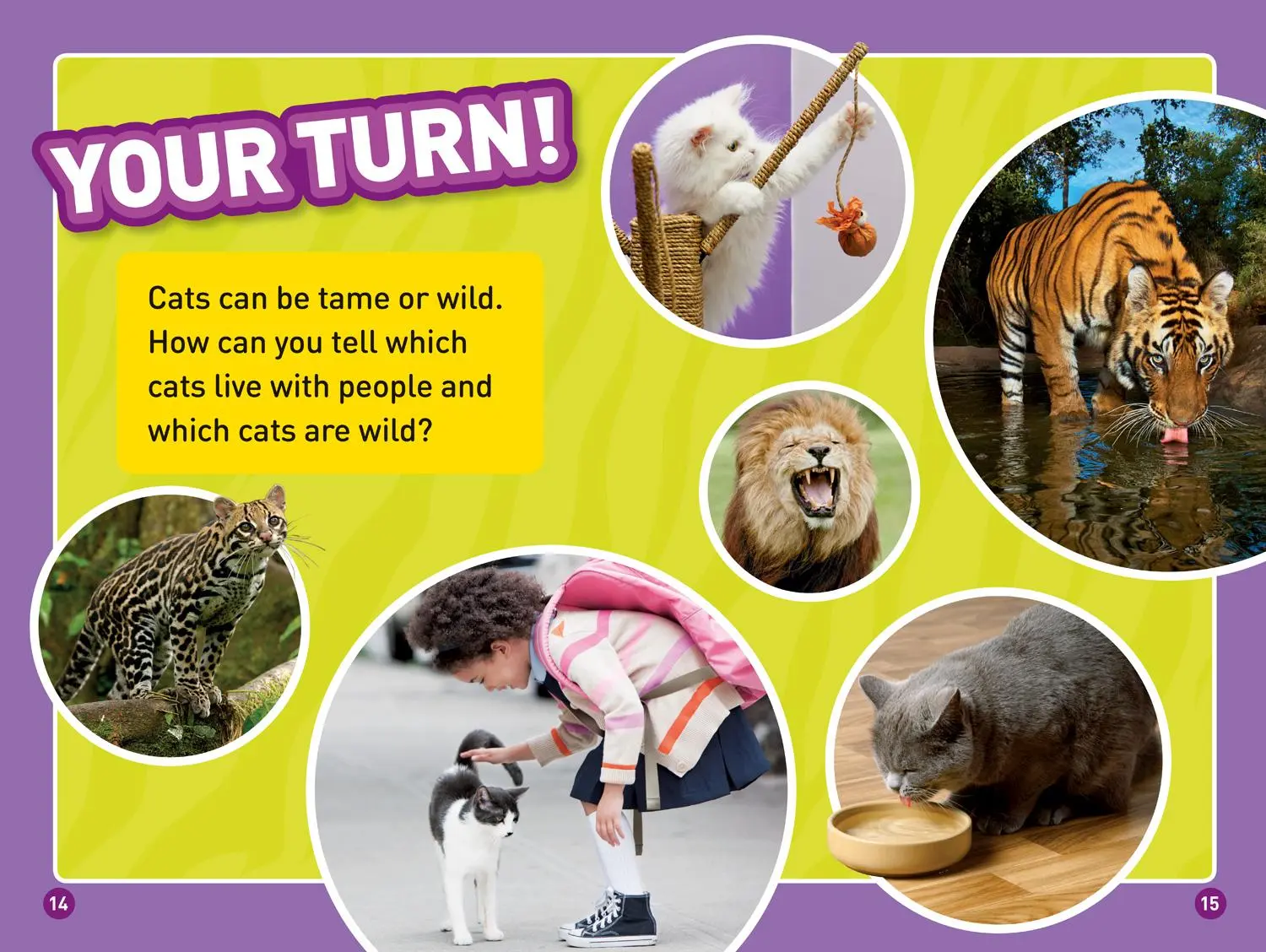 Bild: 9781426328831 | Cats (National Geographic Kids Readers, Level 1/Co-Reader) | Galat
