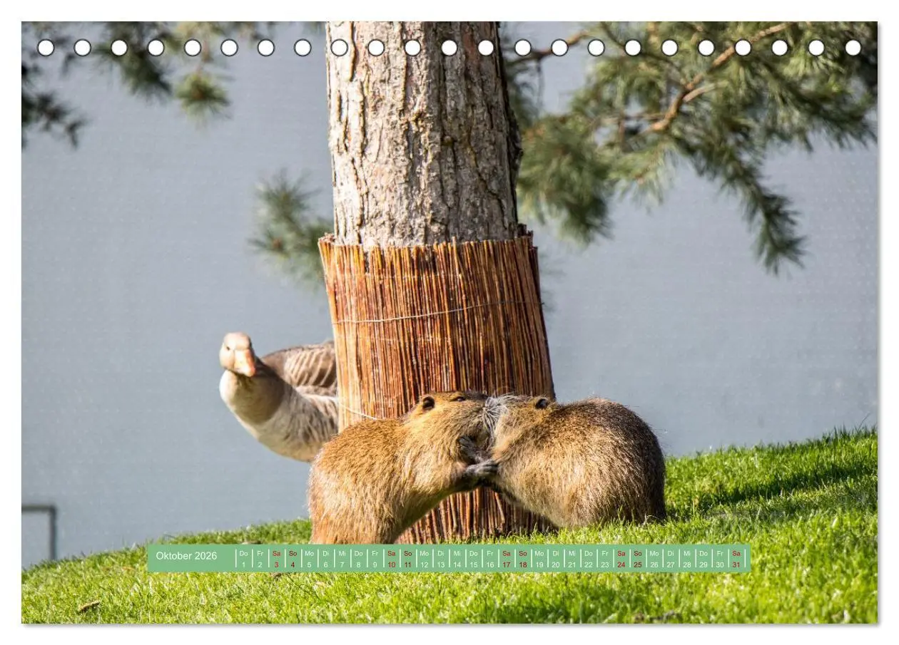Bild: 9783457298831 | Wolfsburg - einfach tierisch (Tischkalender 2026 DIN A5 quer),...