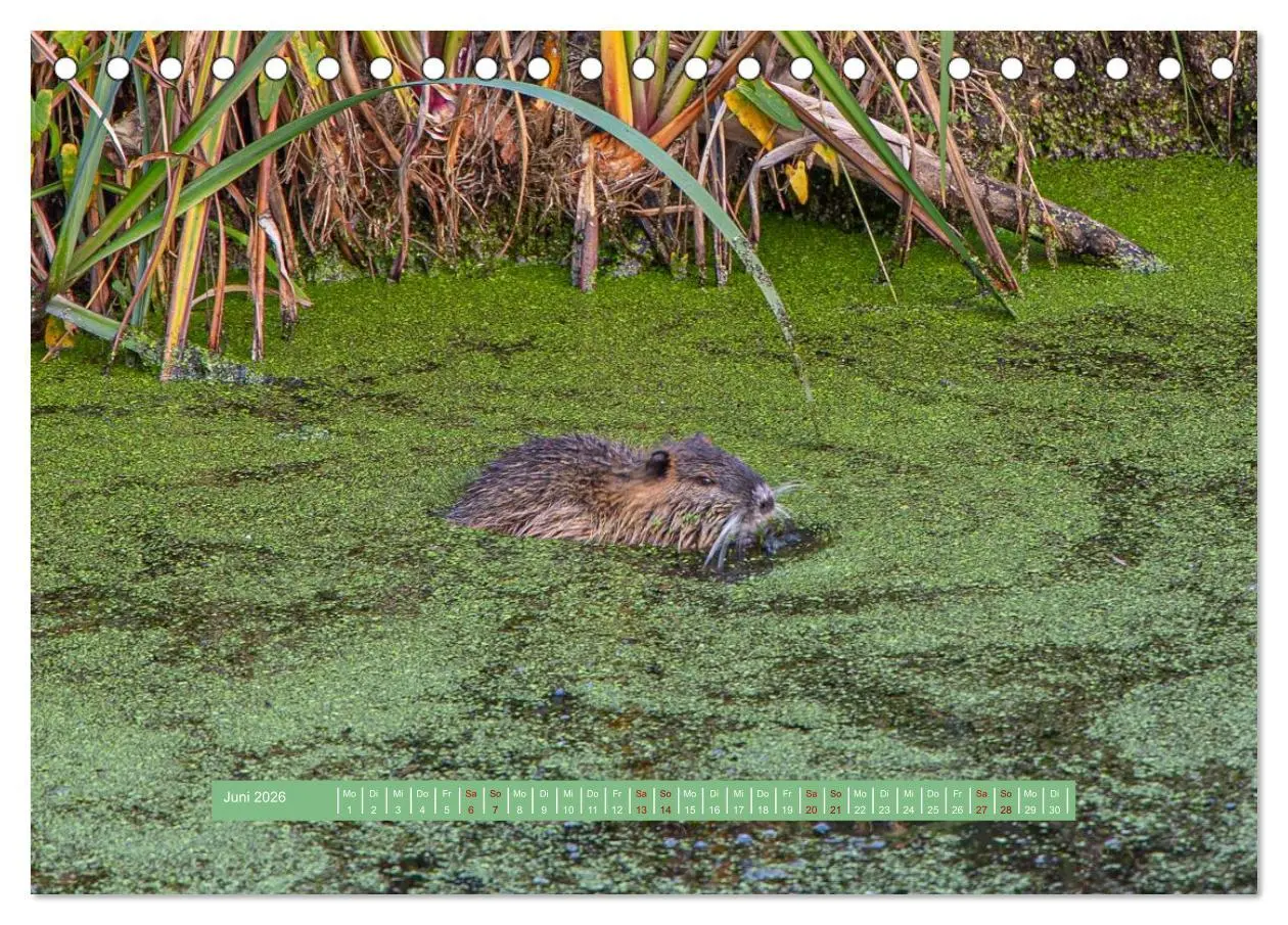 Bild: 9783457298831 | Wolfsburg - einfach tierisch (Tischkalender 2026 DIN A5 quer),...
