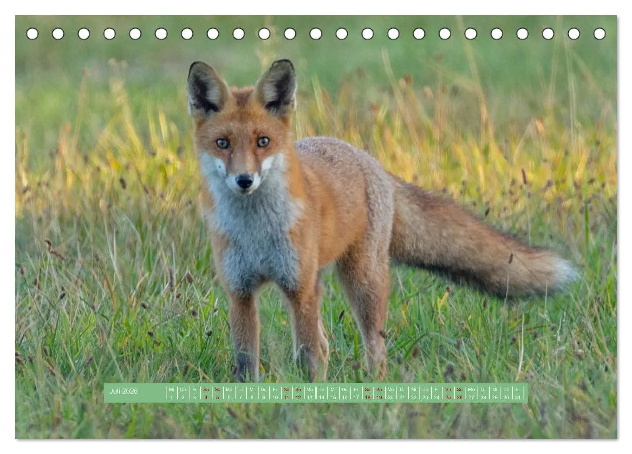 Bild: 9783457298831 | Wolfsburg - einfach tierisch (Tischkalender 2026 DIN A5 quer),...