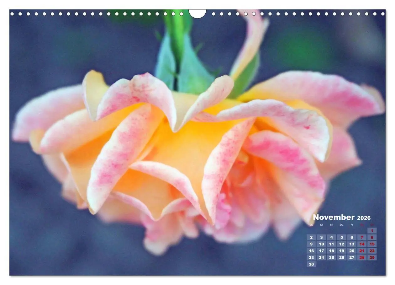 Bild: 9783457738931 | Rosen, die Königin der Blumen (Wandkalender 2026 DIN A3 quer),...