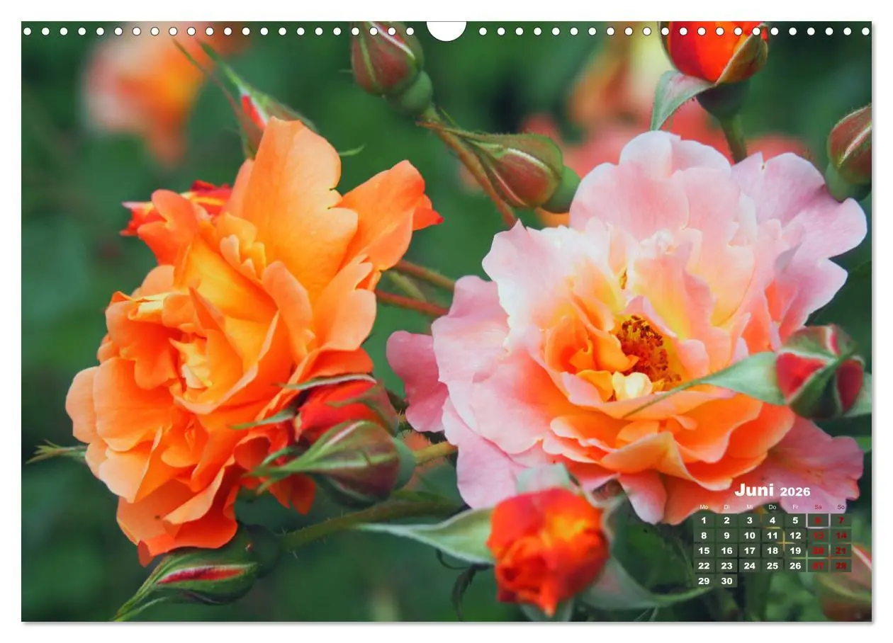 Bild: 9783457738931 | Rosen, die Königin der Blumen (Wandkalender 2026 DIN A3 quer),...