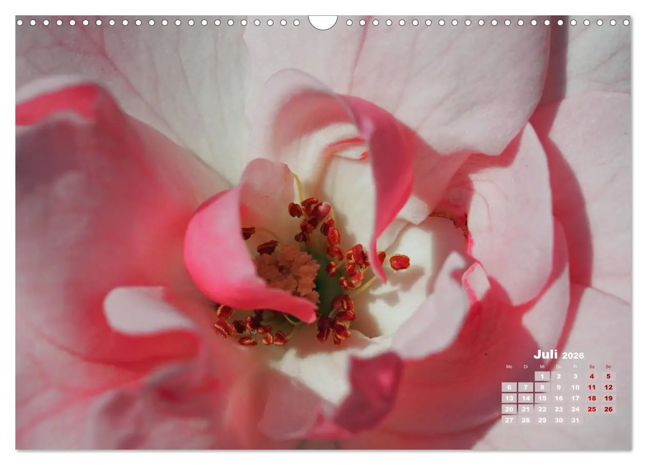 Bild: 9783457738931 | Rosen, die Königin der Blumen (Wandkalender 2026 DIN A3 quer),...