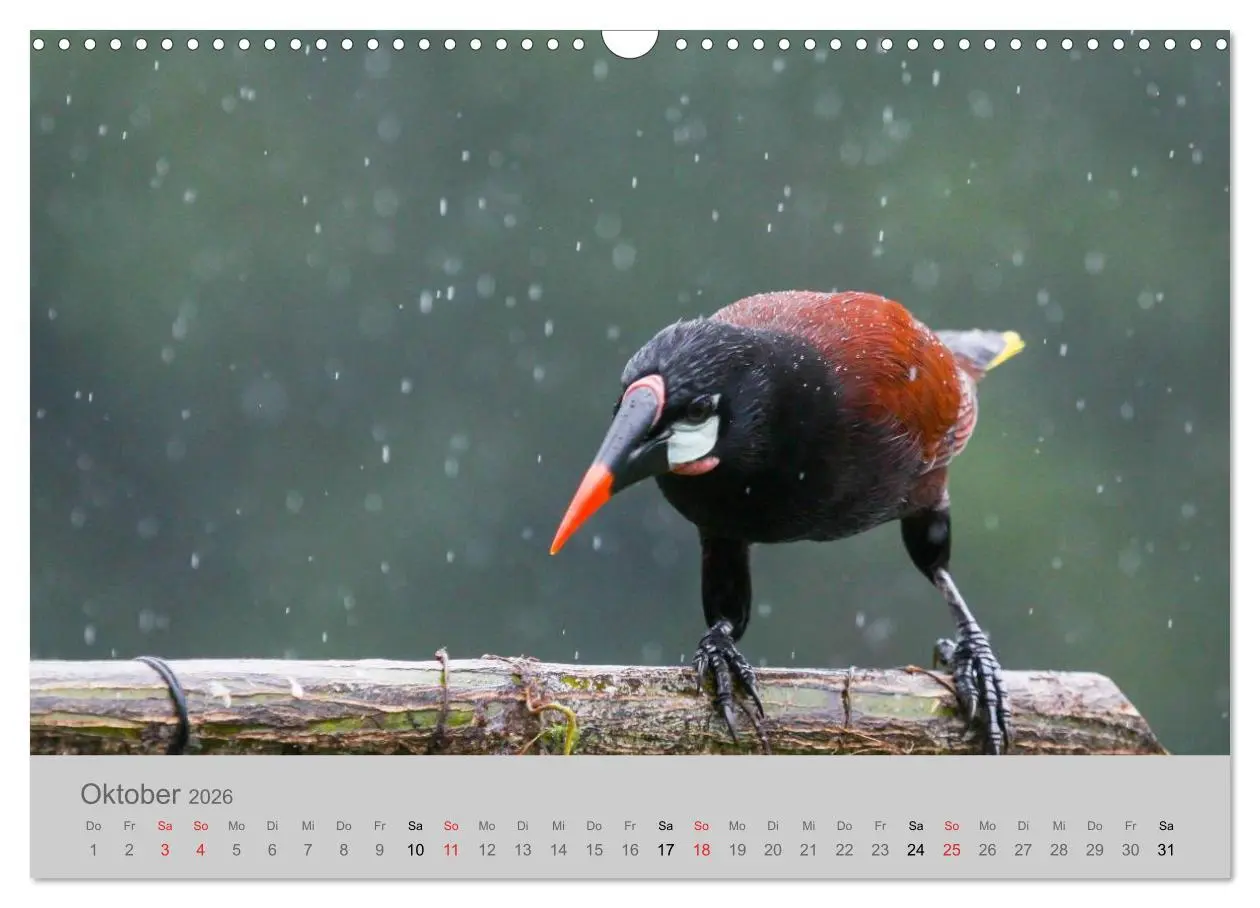 Bild: 9783516068931 | Costa Rica - Exotische Vögel im Regenwald (Wandkalender 2026 DIN A3...