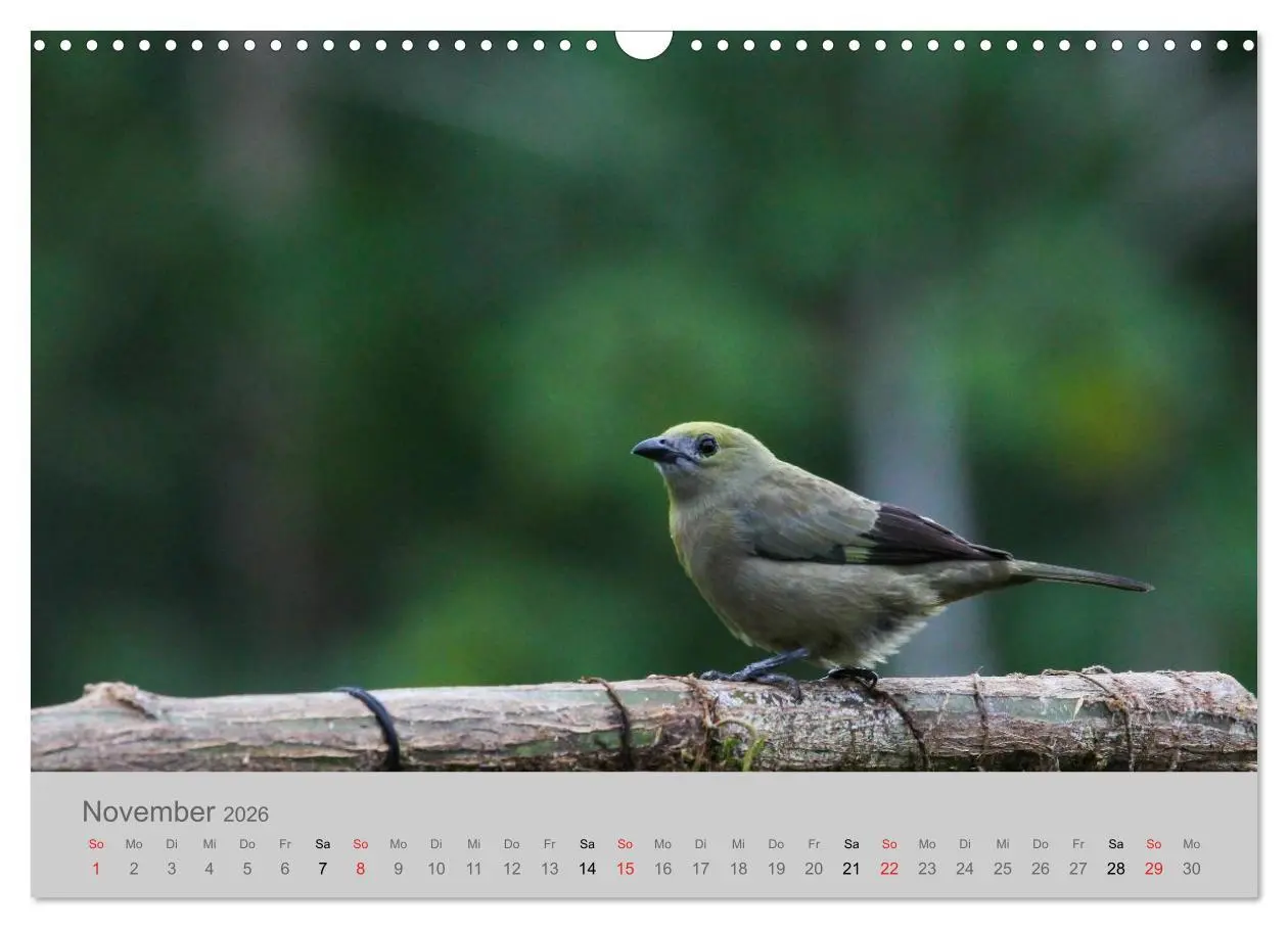 Bild: 9783516068931 | Costa Rica - Exotische Vögel im Regenwald (Wandkalender 2026 DIN A3...