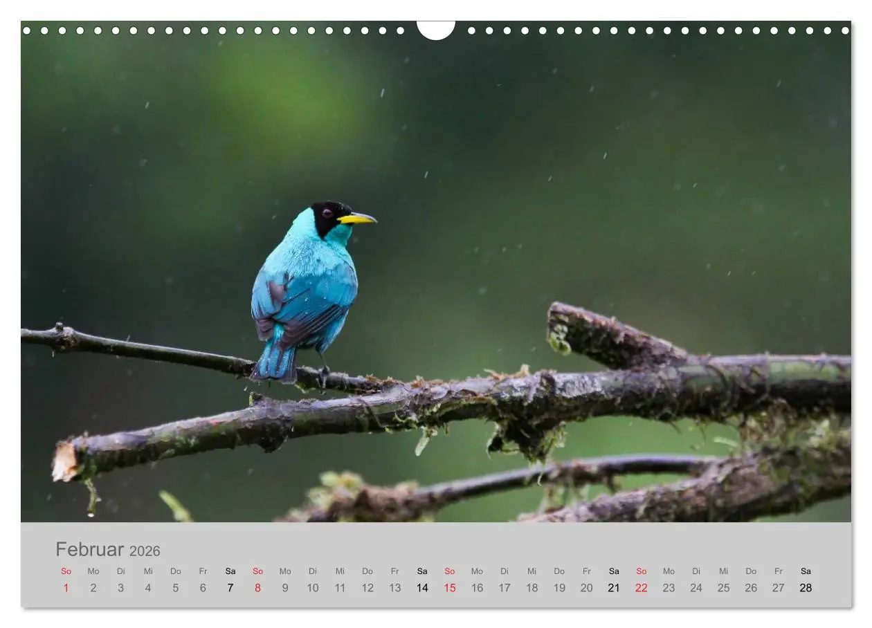 Bild: 9783516068931 | Costa Rica - Exotische Vögel im Regenwald (Wandkalender 2026 DIN A3...