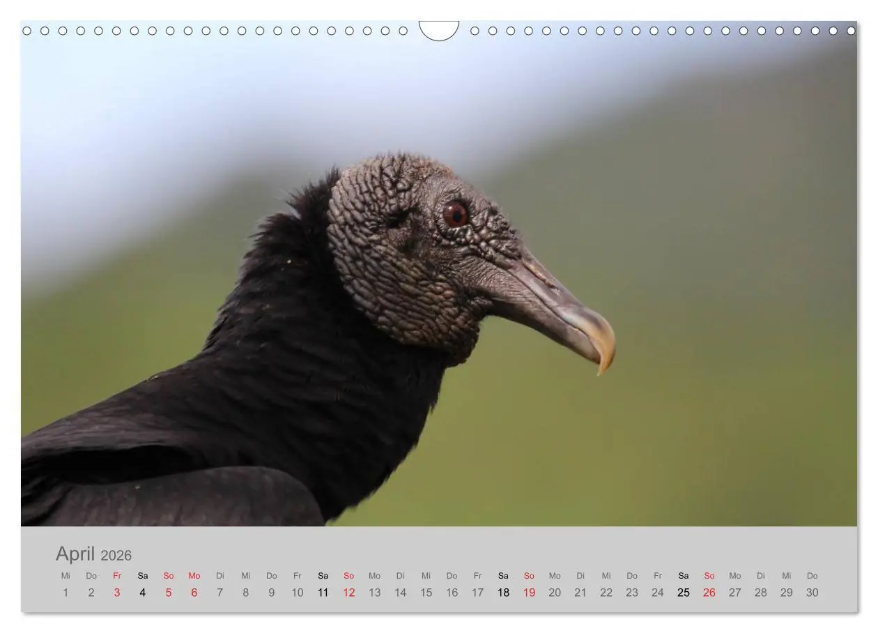 Bild: 9783516068931 | Costa Rica - Exotische Vögel im Regenwald (Wandkalender 2026 DIN A3...