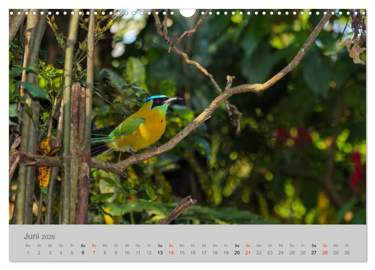 Bild: 9783516068931 | Costa Rica - Exotische Vögel im Regenwald (Wandkalender 2026 DIN A3...