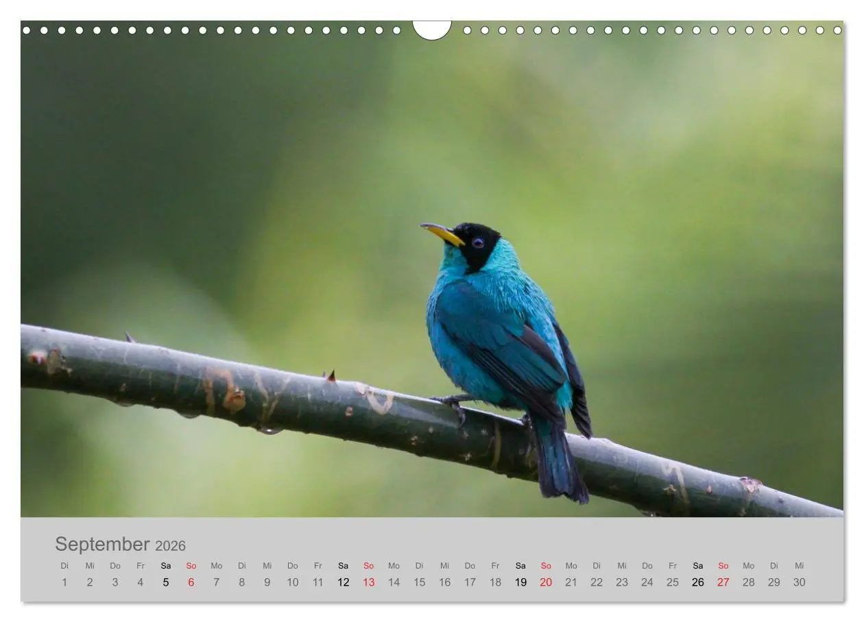 Bild: 9783516068931 | Costa Rica - Exotische Vögel im Regenwald (Wandkalender 2026 DIN A3...