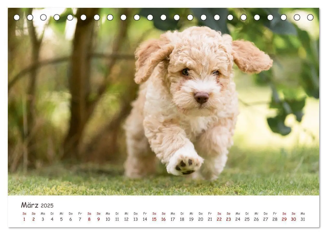 Bild: 9783383999031 | Lagotto Romagnolo - Spiel und Spaß in der Welpenzeit (Tischkalender...