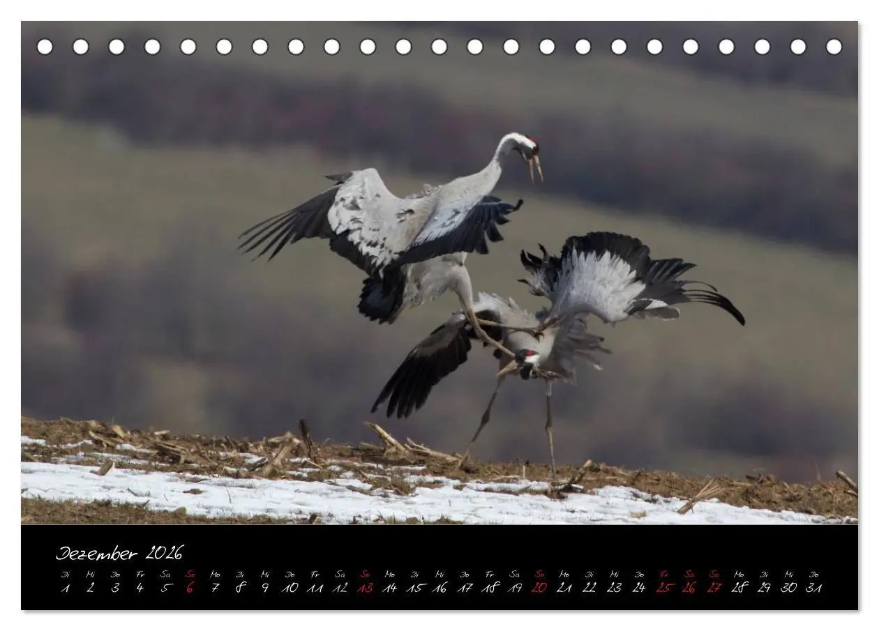 Bild: 9783516199031 | Kraniche - Vögel des Glücks (Tischkalender 2026 DIN A5 quer),...