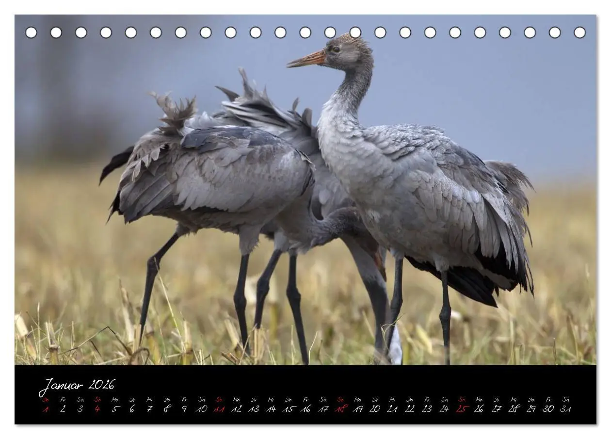 Bild: 9783516199031 | Kraniche - Vögel des Glücks (Tischkalender 2026 DIN A5 quer),...