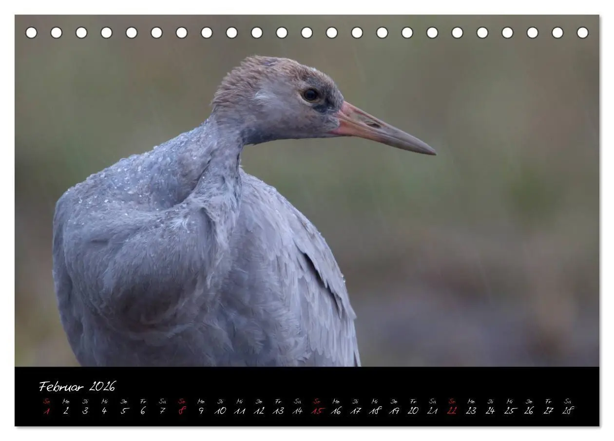 Bild: 9783516199031 | Kraniche - Vögel des Glücks (Tischkalender 2026 DIN A5 quer),...