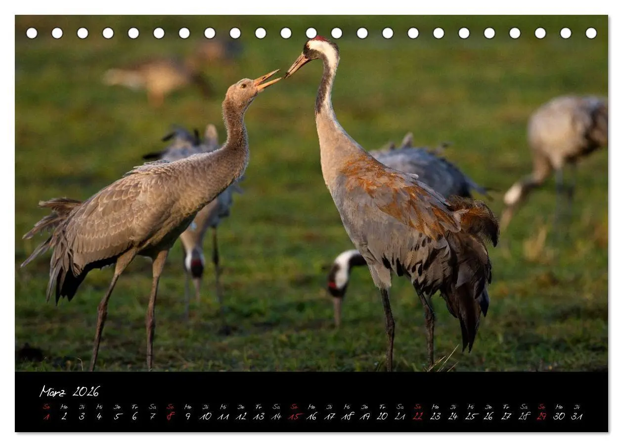 Bild: 9783516199031 | Kraniche - Vögel des Glücks (Tischkalender 2026 DIN A5 quer),...