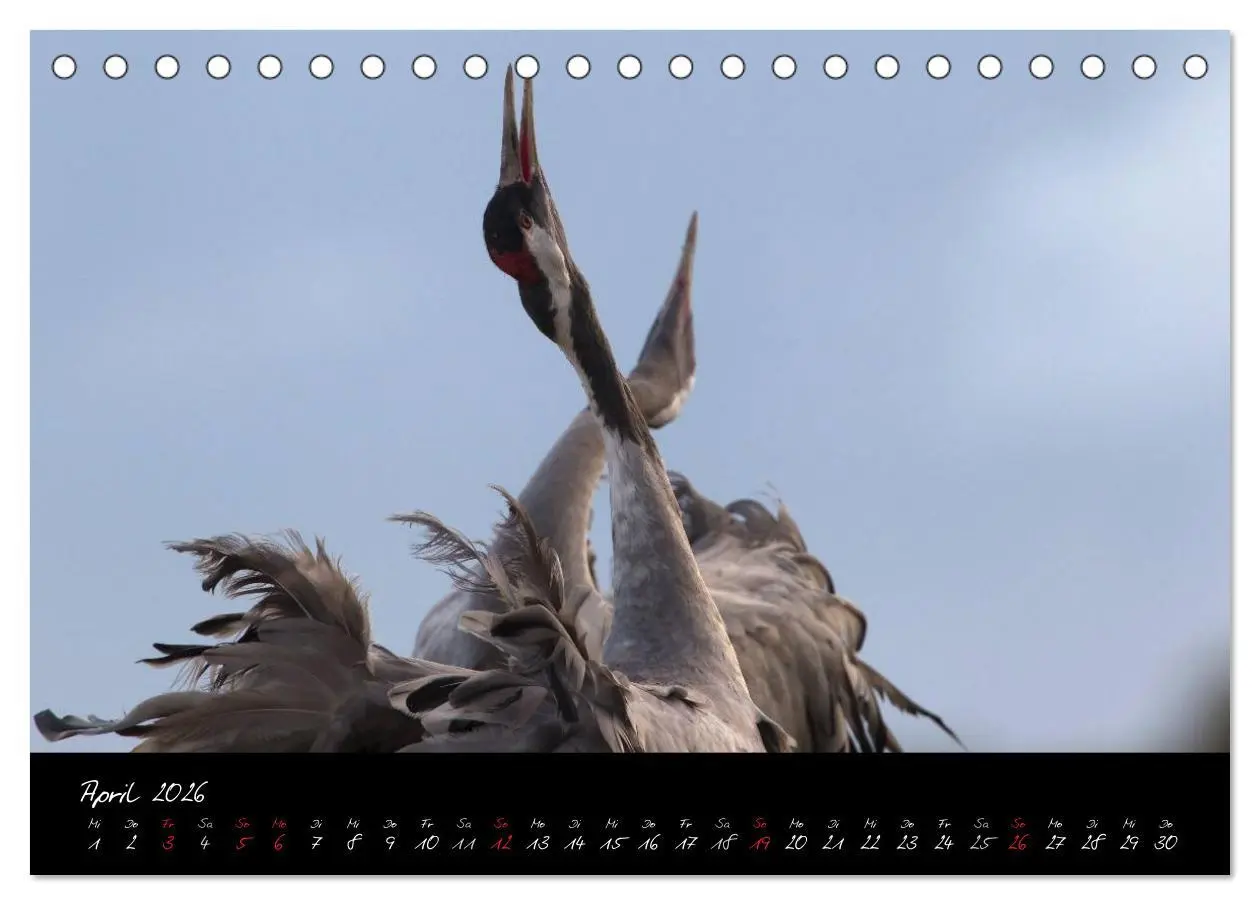 Bild: 9783516199031 | Kraniche - Vögel des Glücks (Tischkalender 2026 DIN A5 quer),...