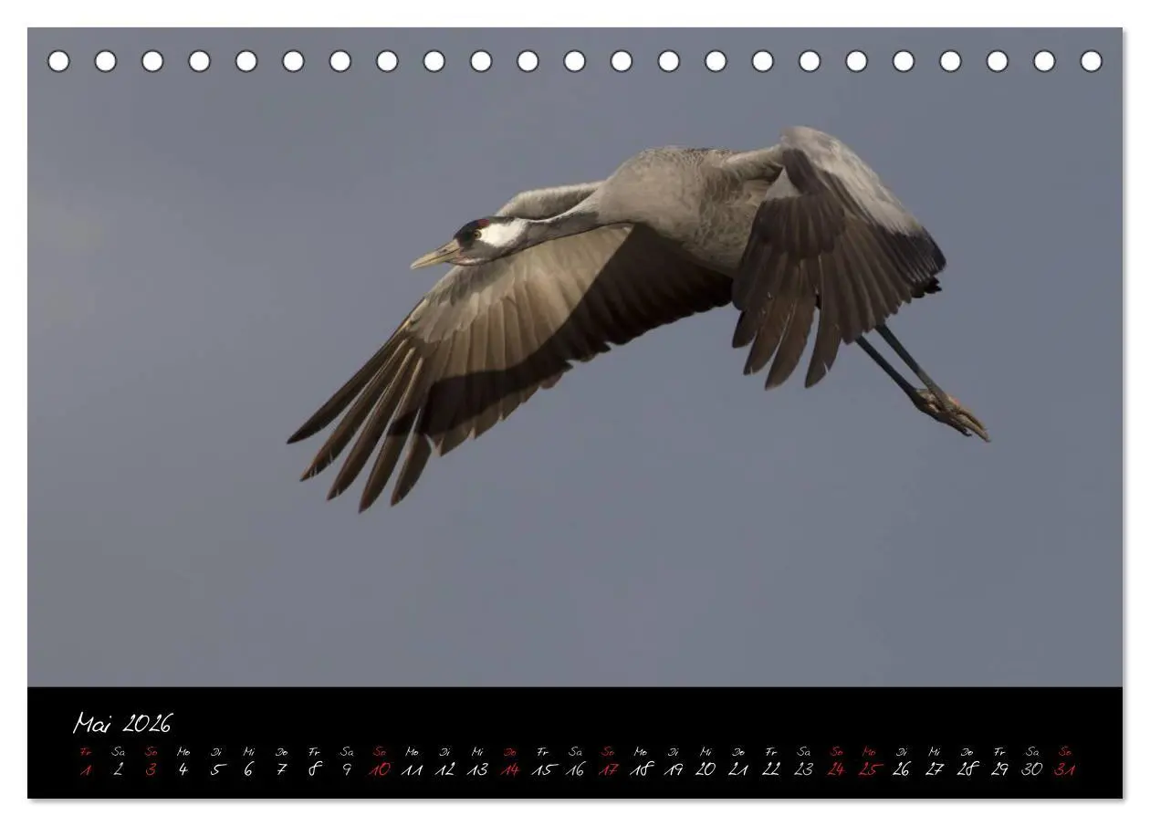 Bild: 9783516199031 | Kraniche - Vögel des Glücks (Tischkalender 2026 DIN A5 quer),...