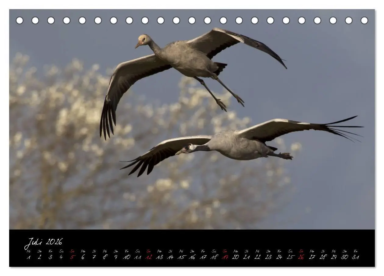 Bild: 9783516199031 | Kraniche - Vögel des Glücks (Tischkalender 2026 DIN A5 quer),...