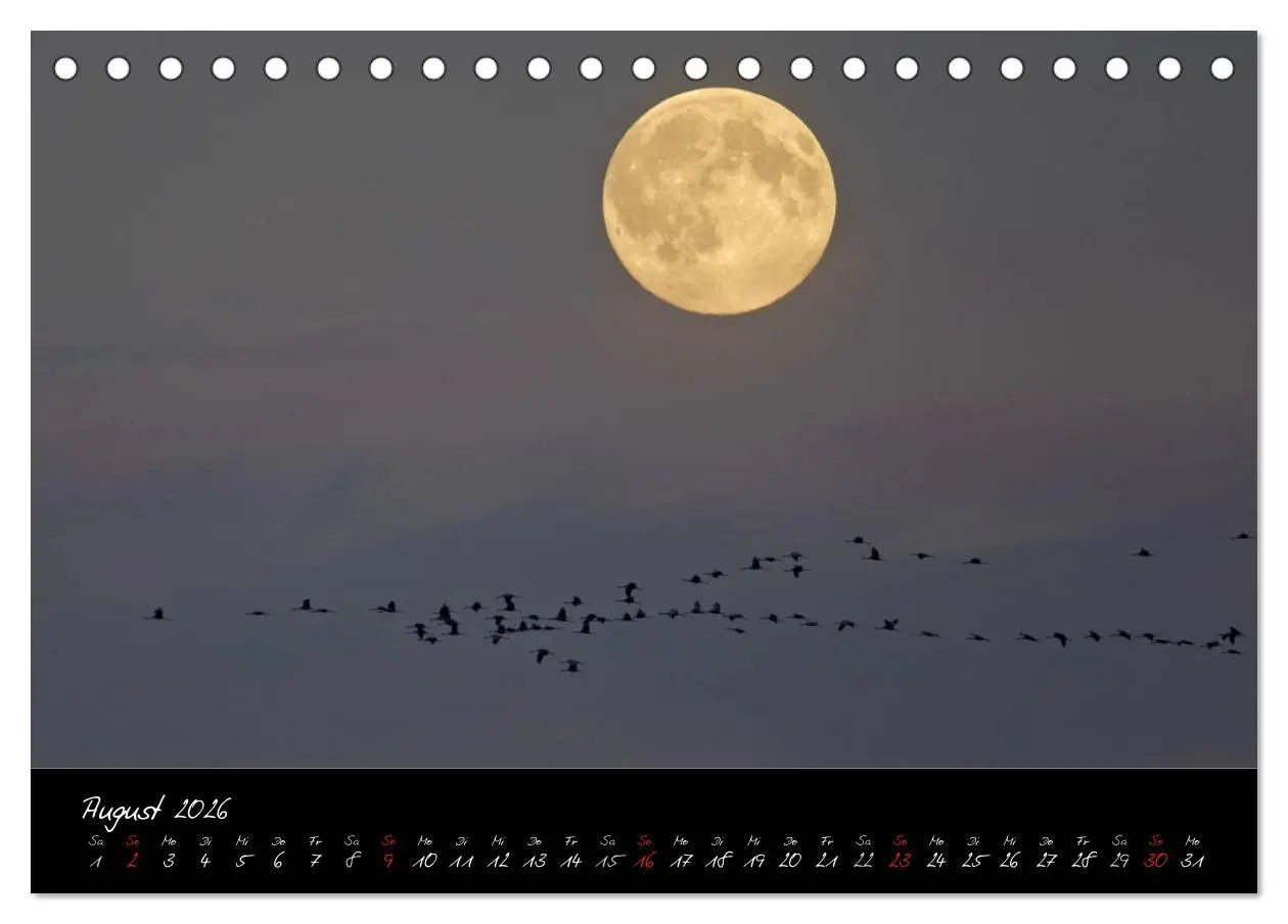 Bild: 9783516199031 | Kraniche - Vögel des Glücks (Tischkalender 2026 DIN A5 quer),...