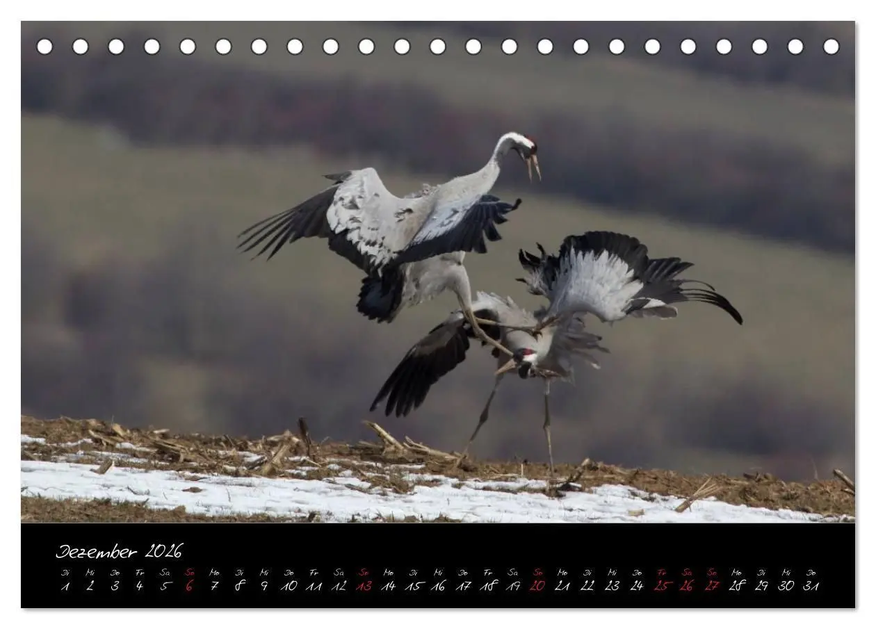 Bild: 9783516199031 | Kraniche - Vögel des Glücks (Tischkalender 2026 DIN A5 quer),...