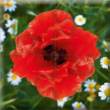 Bild: 4280000809131 | Das "Gelingt-immer"-Puzzle Wiesenblumen | SingLiesel Verlag | Spiel