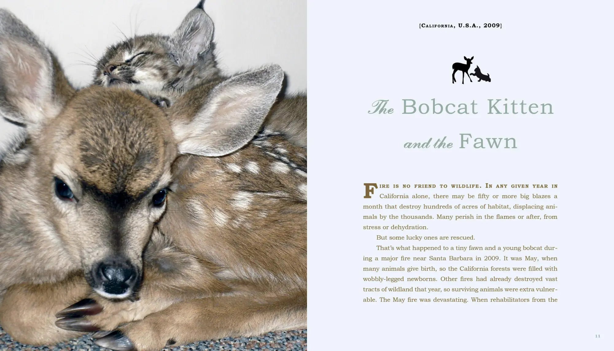 Bild: 9780761159131 | Unlikely Friendships | 47 Remarkable Stories from the Animal Kingdom