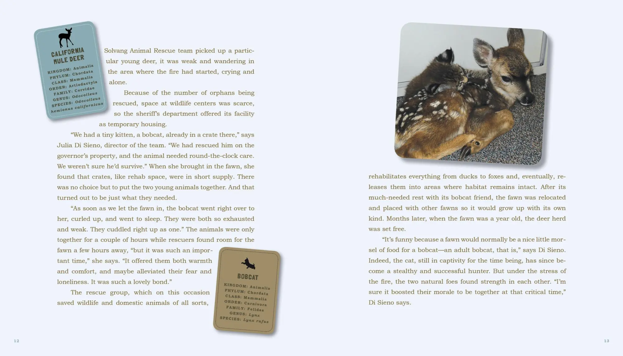 Bild: 9780761159131 | Unlikely Friendships | 47 Remarkable Stories from the Animal Kingdom
