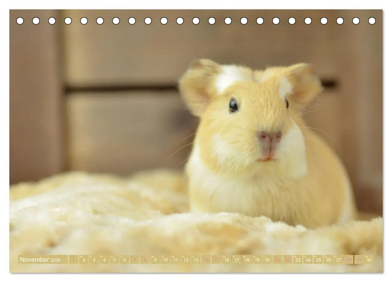 Bild: 9783457459331 | BABY Meerschweinchen Traumhaft süß (Tischkalender 2026 DIN A5...