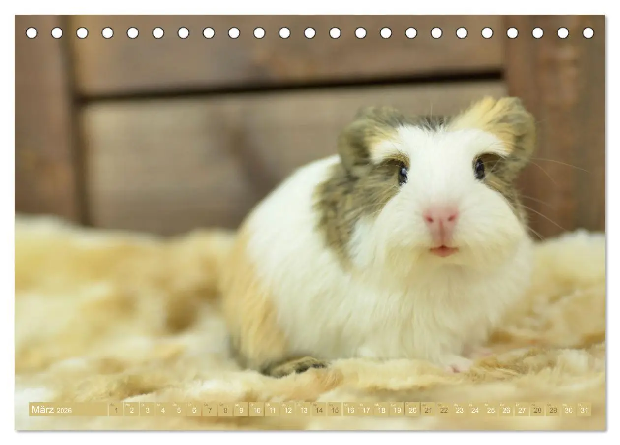 Bild: 9783457459331 | BABY Meerschweinchen Traumhaft süß (Tischkalender 2026 DIN A5...