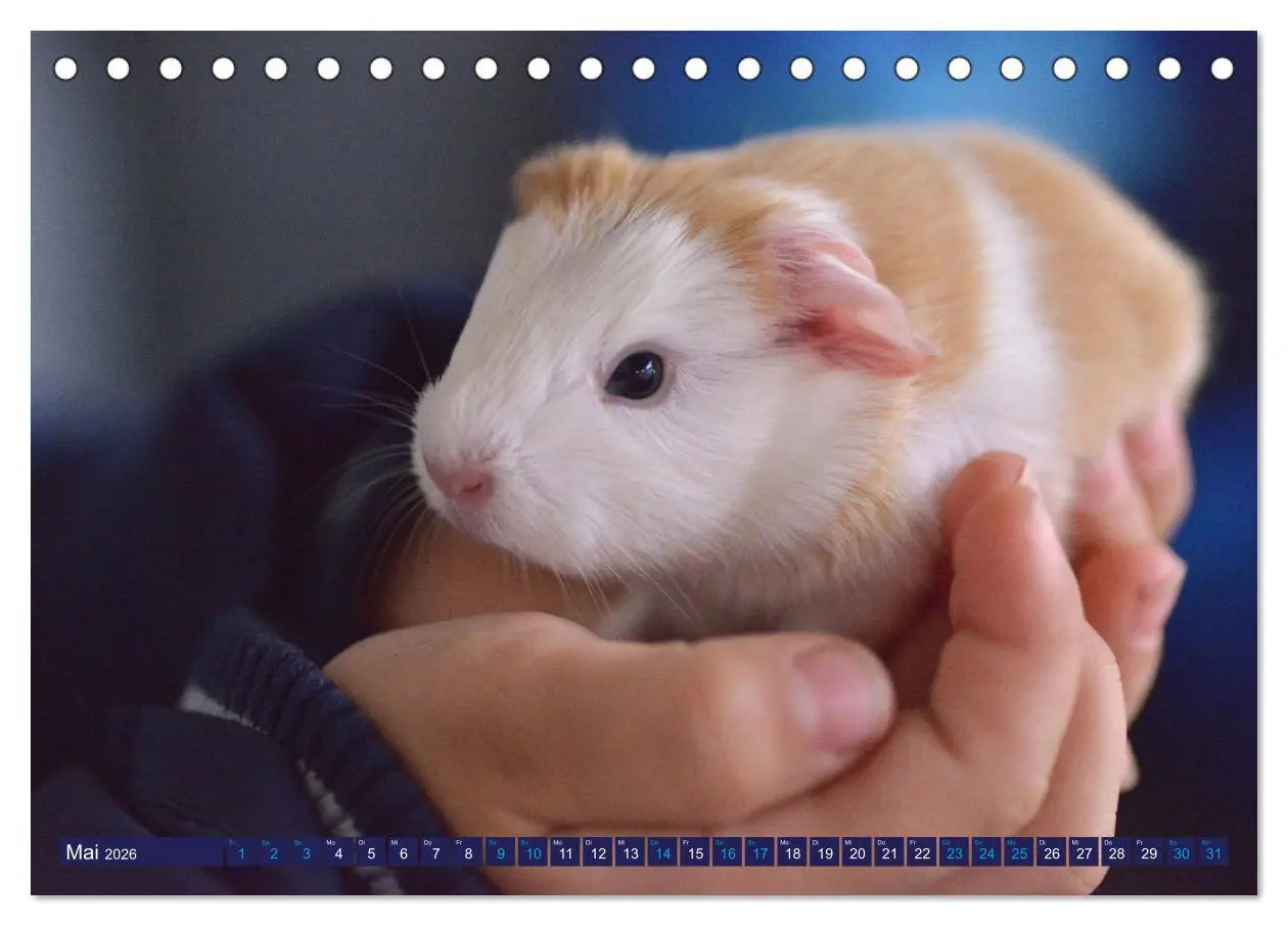 Bild: 9783457459331 | BABY Meerschweinchen Traumhaft süß (Tischkalender 2026 DIN A5...