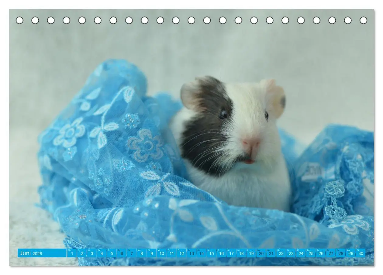 Bild: 9783457459331 | BABY Meerschweinchen Traumhaft süß (Tischkalender 2026 DIN A5...