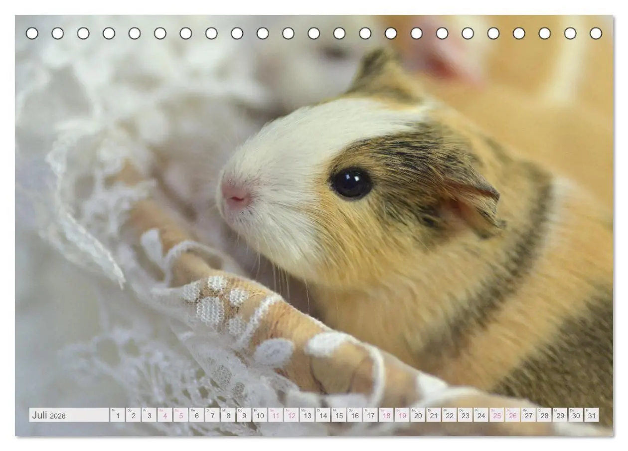 Bild: 9783457459331 | BABY Meerschweinchen Traumhaft süß (Tischkalender 2026 DIN A5...