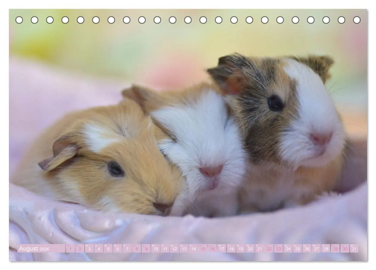 Bild: 9783457459331 | BABY Meerschweinchen Traumhaft süß (Tischkalender 2026 DIN A5...