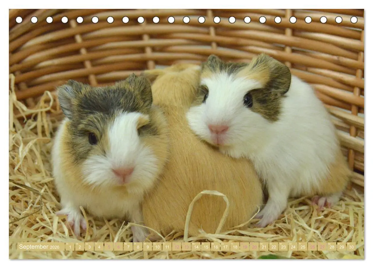 Bild: 9783457459331 | BABY Meerschweinchen Traumhaft süß (Tischkalender 2026 DIN A5...