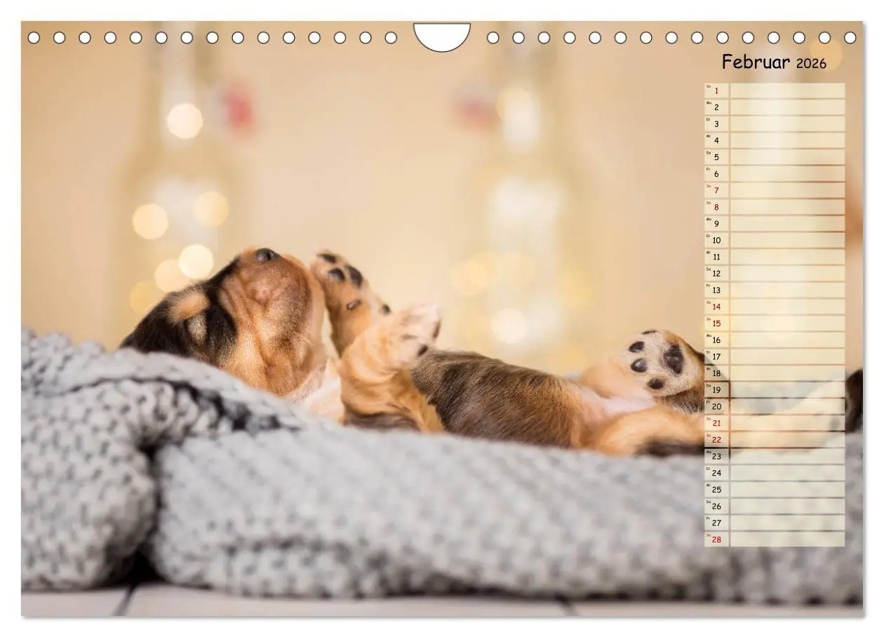 Bild: 9783457689431 | English Cocker Spaniel Welpen (Wandkalender 2026 DIN A4 quer),...