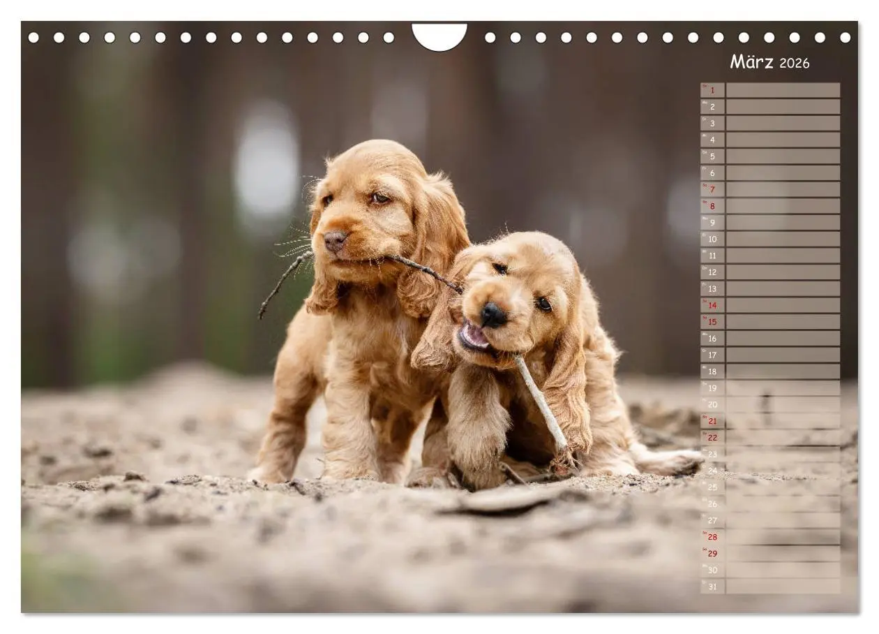 Bild: 9783457689431 | English Cocker Spaniel Welpen (Wandkalender 2026 DIN A4 quer),...