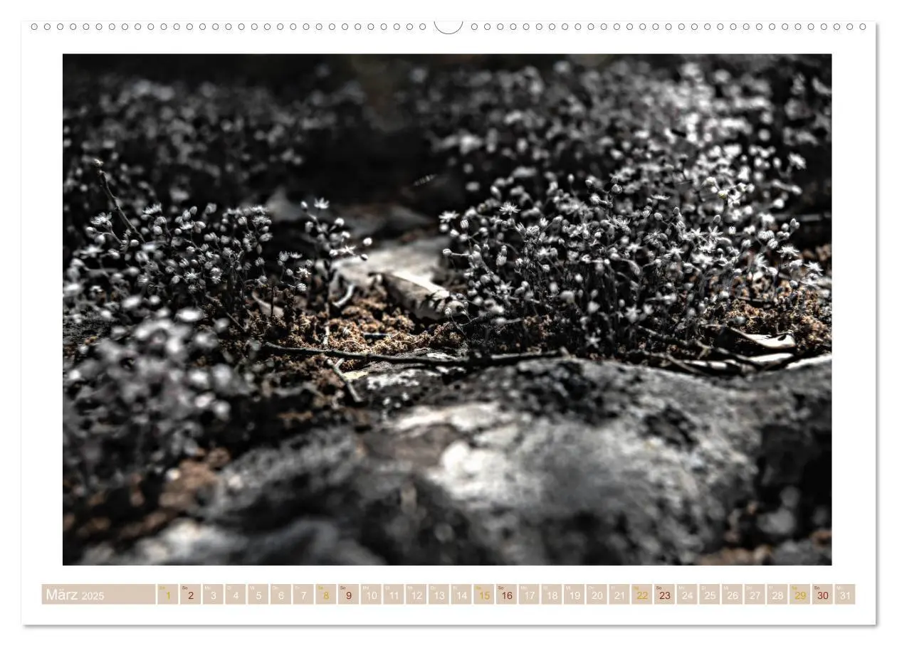Bild: 9783435419531 | Sardinien Impressionen (Wandkalender 2025 DIN A2 quer), CALVENDO...