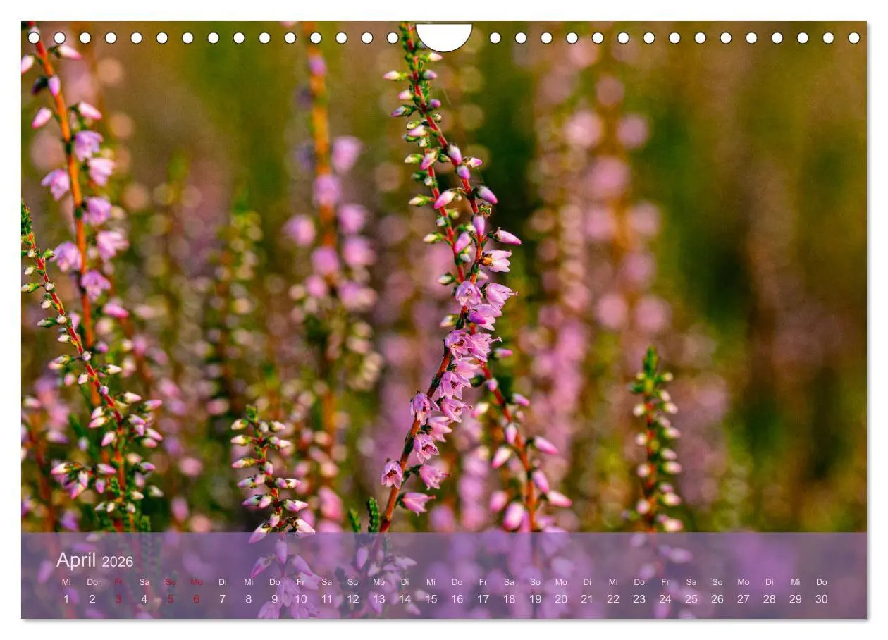 Bild: 9783457599631 | Naturschutzgebiet Lüneburger Heide (Wandkalender 2026 DIN A4 quer),...